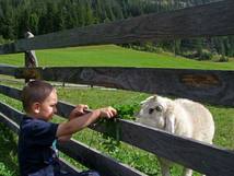 Our family hotel on the children’s farm